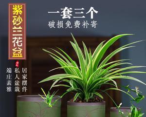 如何选择兰花盆里适合种植的植物（以兰花盆为基础）