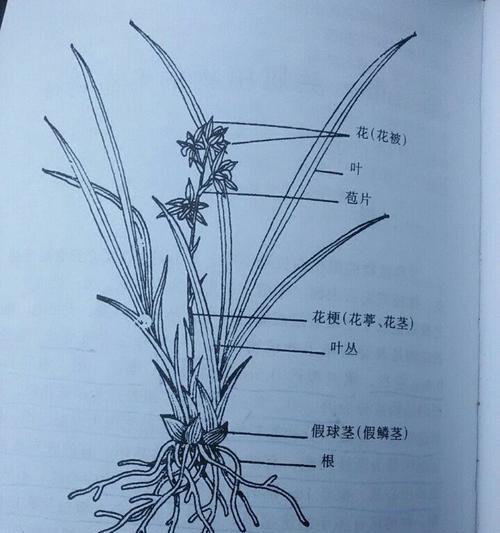 兰花上盆养护方法与注意事项（盆栽技巧）