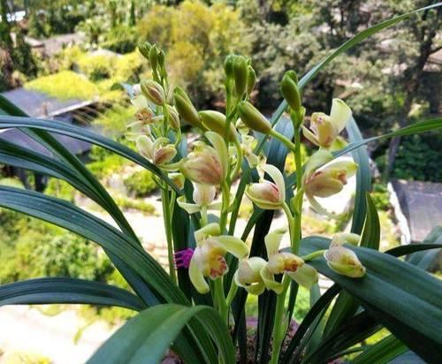 兰花开花季节及特点（春夏秋冬）