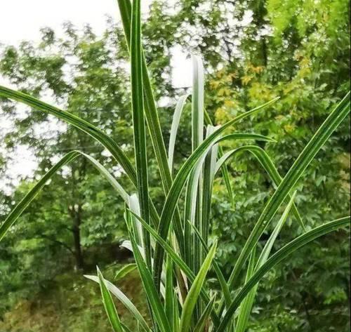 了解兰花的开花时间（掌握兰花长花苞的时间节点）