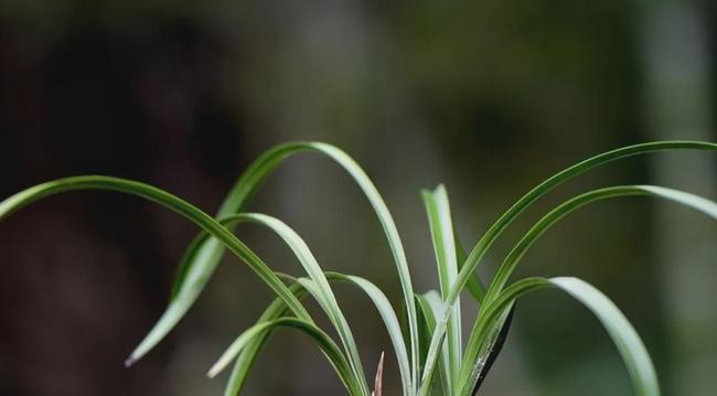 了解兰花的特点与品种（了解兰花的特点与品种）