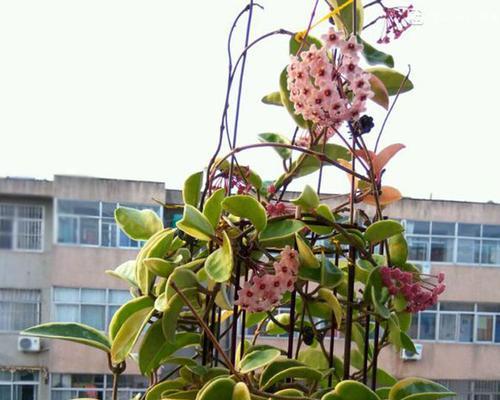 兰花不是藤本植物（揭开兰花真正的身份）