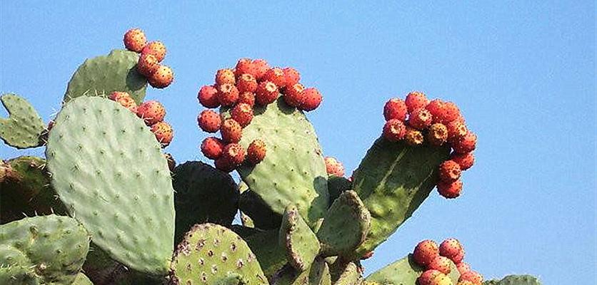 仙人掌花语之美（探索仙人掌花语）