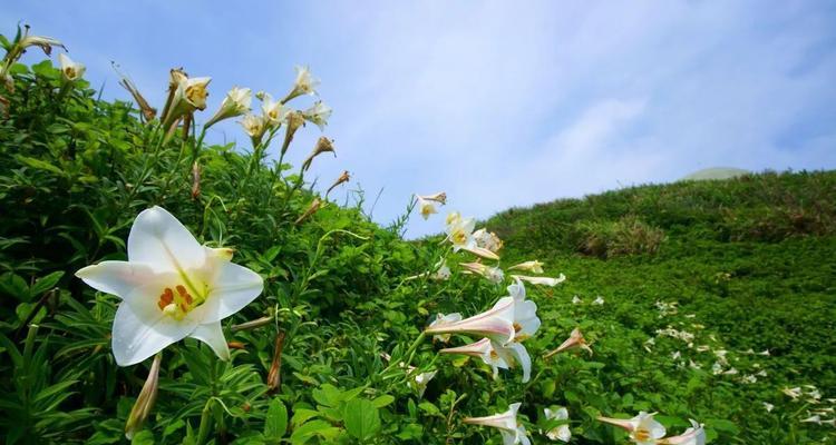 野百合花语与寓意（深入解读野百合的花语）