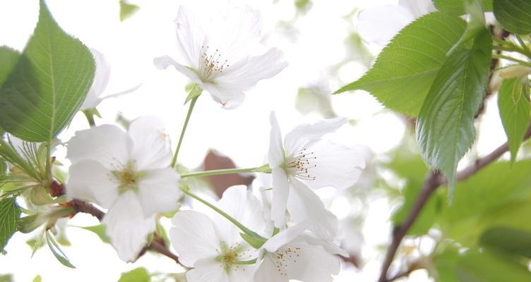 樱桃花花语及相关信息（探秘樱桃花的含义和文化背景）