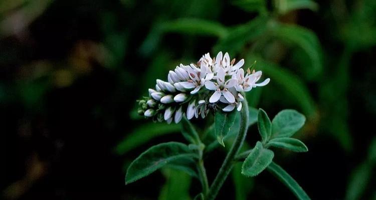 花带狼字的花语之谜（揭秘各种花卉与“狼”有关的含义与象征）