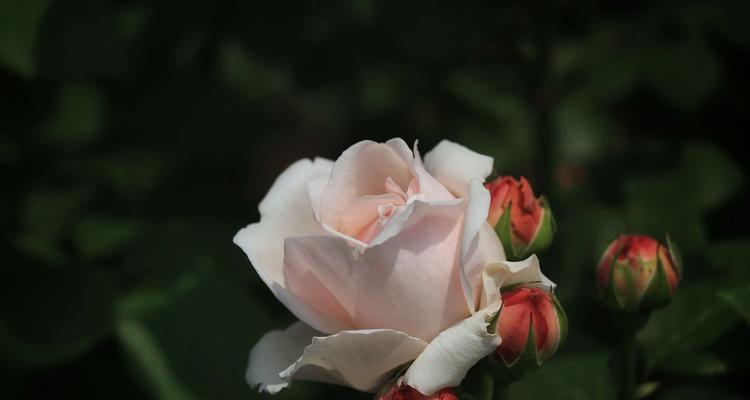 月季花莲花之美与花语（探寻月季花莲花的深刻寓意）