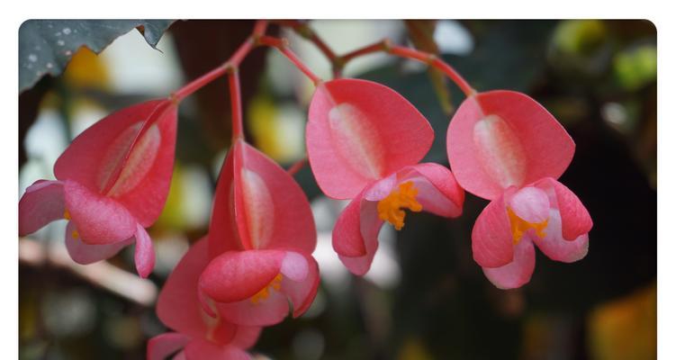 竹节海棠——花开如竹（竹节海棠的花语和寓意）