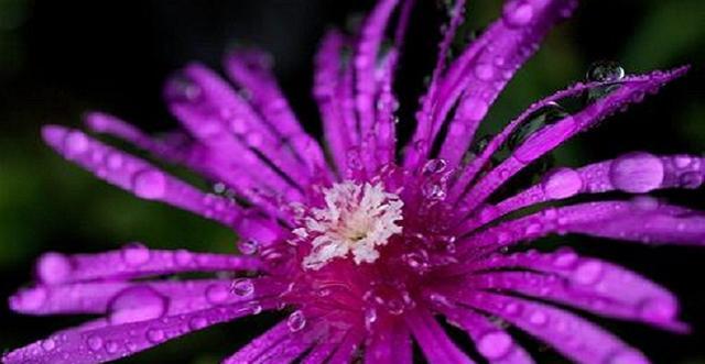 紫色海棠花的花语之美（传递祝福与希望的美丽紫色花朵）