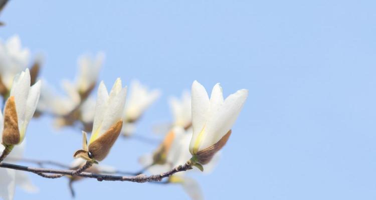 白兰花的寓意和花语（探秘白兰花的内涵与象征）