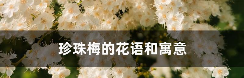 白梅花的花语与意义（探寻白梅花的内涵与象征）