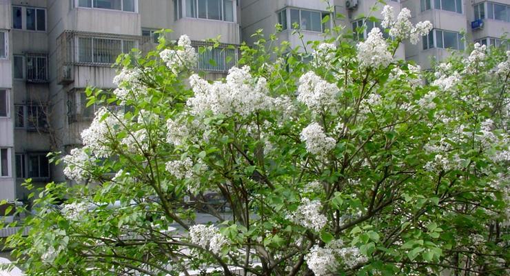 丁香——芳香四溢的花朵（揭秘丁香的花语和独特之处）