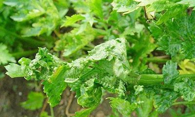 芹菜病虫害防治大全——保护芹菜健康生长（科学方法防治芹菜病虫害）