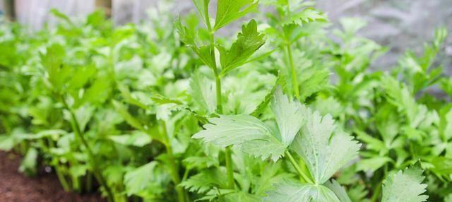 芹菜的生长周期和采摘时间（了解芹菜的生长过程）