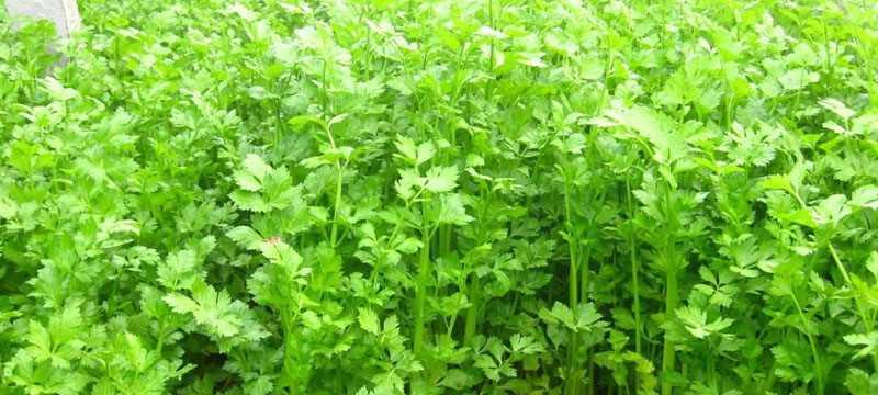 芹菜的播种时间与技巧（如何选择合适的播种时间以及提高芹菜播种成功率）