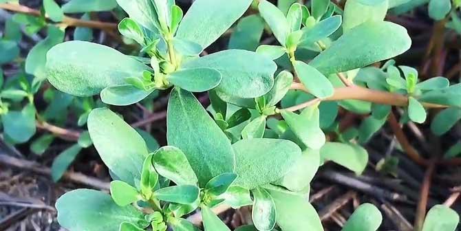 青菜的生物分类学特征（揭开青菜是双子叶植物的秘密）