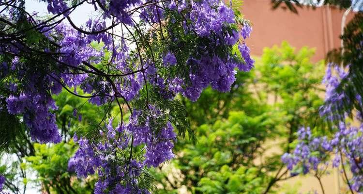 探秘青岛市花（青岛市花是什么花）