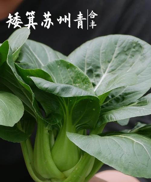 青梗菜的生长周期及栽培技巧（探秘青梗菜的生长周期和栽培要点）