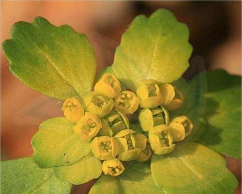 揭开西红柿双子叶植物的真相（西红柿的生物分类）