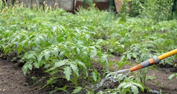 优质肥料让西红柿更健康（选对肥料）