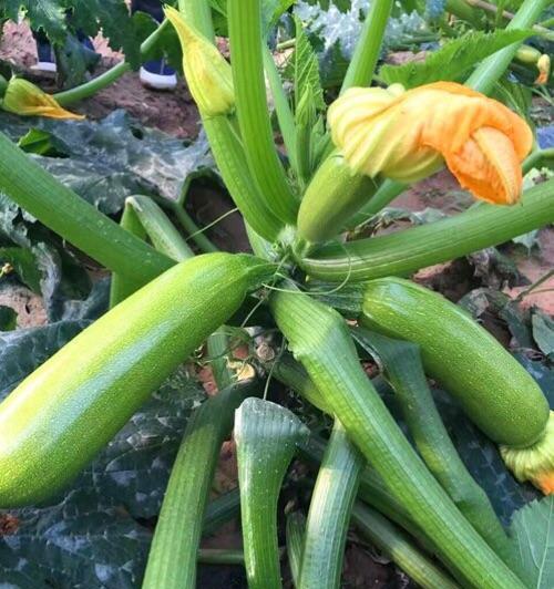 种植西葫芦的最佳月份（从春季到秋季）