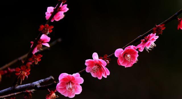 梅花的意义与象征（探索梅花的文化内涵与美学价值）