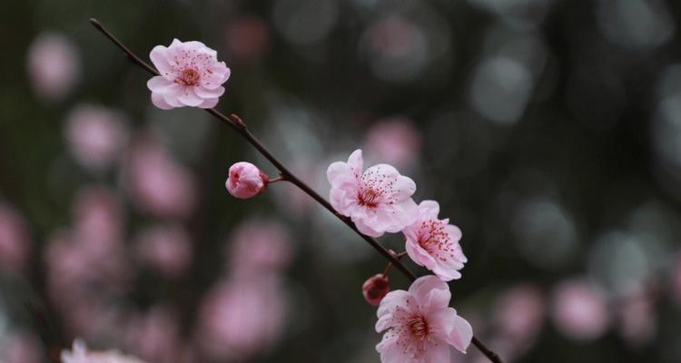 美人梅花语——花开繁华中的灵魂（揭开美人梅花独特的语言密码）