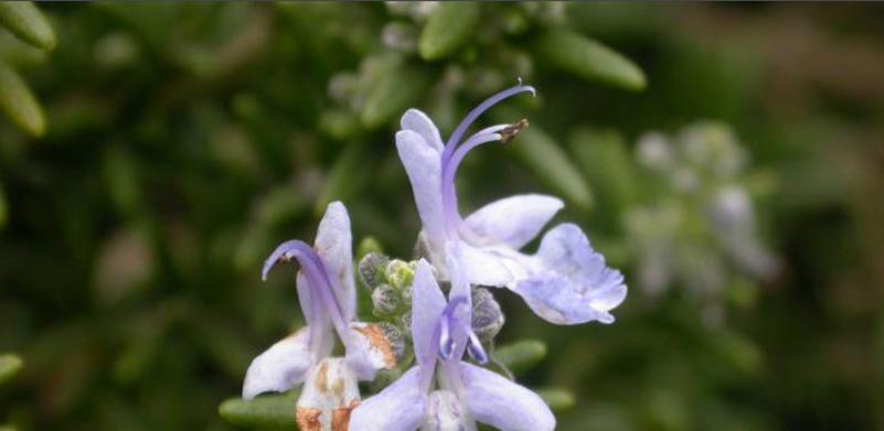 迷迭香花语（追寻清新与活力的秘密）