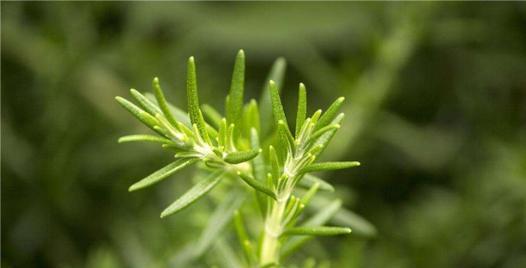 迷迭香花语之意义与象征（揭秘迷迭香花的神秘力量）