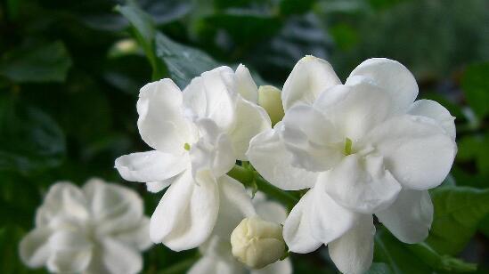 茉莉花花语与其意义（探索茉莉花的神秘象征及其文化内涵）