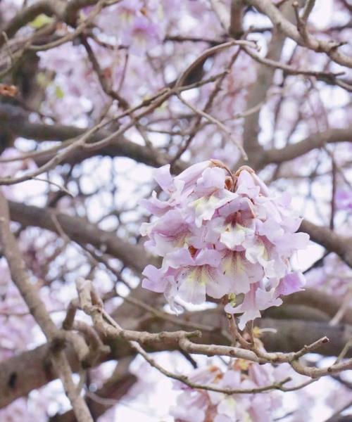 泡桐花的花语和寓意（探索泡桐花的美丽与深意）