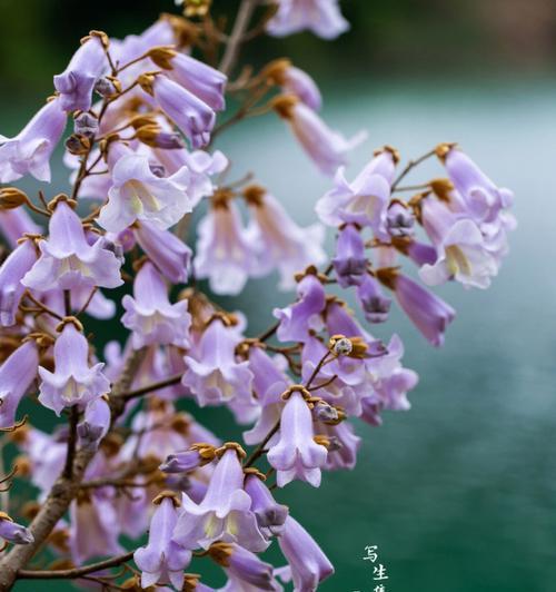 传说中的泡桐花——花开寄托美好（以泡桐花的花语为主题的传说故事）