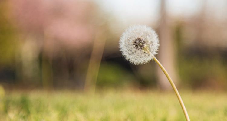 蒲公英花语与寓意——飞舞的希望（探寻蒲公英的深层内涵）