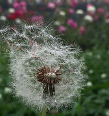 蒲公英的花语与寓意——生命的希望与自由（探寻蒲公英的象征意义）