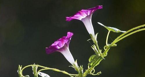 牵牛花的花语与传说解析（牵牛花的神奇之处与寓意）