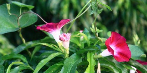 牵牛花的花语与寓意（解读牵牛花的花语和象征意义）