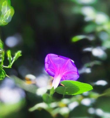 牵牛花的寓意与象征（揭开牵牛花背后的秘密）