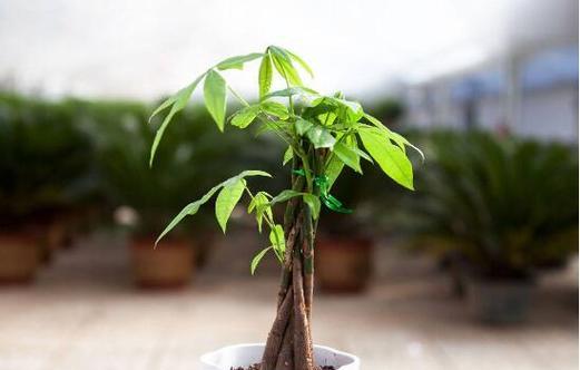 发财树开花的预示意义（揭秘发财树的神奇魅力及预示财运的含义）