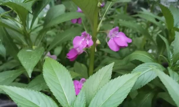 凤仙花的象征意义与寓意（探究凤仙花的文化象征与花语）