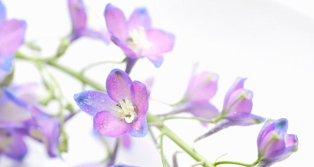 鸽子花的花语与寓意（探寻鸽子花的象征意义与美丽传说）