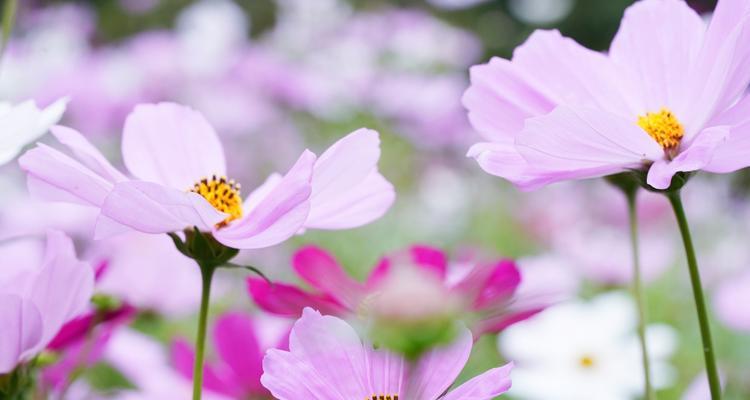 格桑花的花语与寓意（格桑花的美丽与深意）