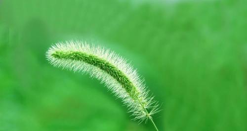 狗尾草的花语（用狗尾草的花语表达你的坚定爱意）