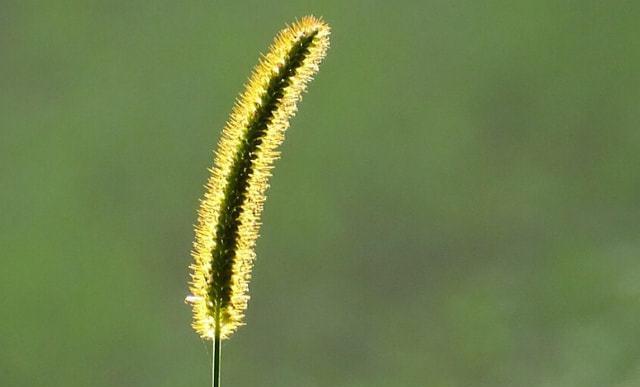 狗尾草花语（探寻狗尾草花语的浪漫含义）