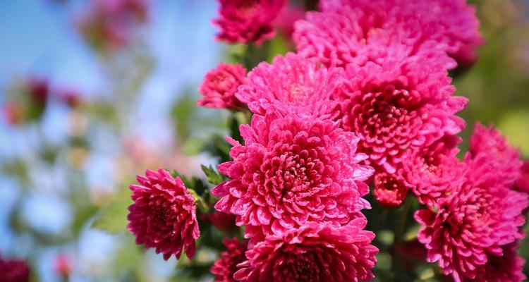 红色菊花的花语和象征意义（红色菊花代表什么）