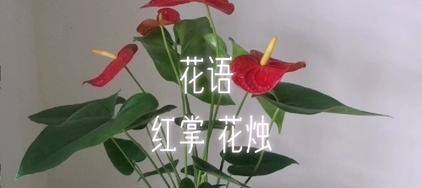 花烛的花语（花烛的花语代表的寓意与象征）