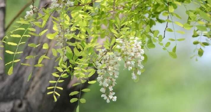 槐花的多彩世界（探寻槐花的五彩斑斓与花语之谜）