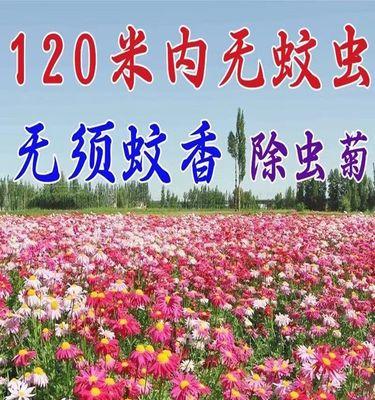 非洲菊种子的特点及生长习性（探究非洲菊种子的形态结构）