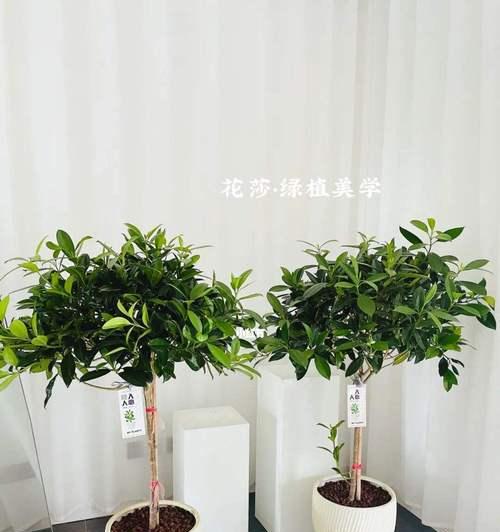 非洲茉莉不开花怎么办？——教你轻松解决茉莉花不开的难题