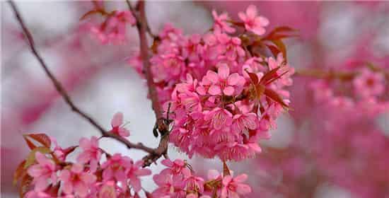 粉色樱花花语详解（探秘粉色樱花的花语之谜）