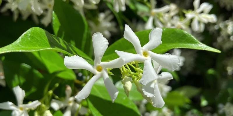 风车茉莉不开花的原因及解决方法（如何让风车茉莉开花）